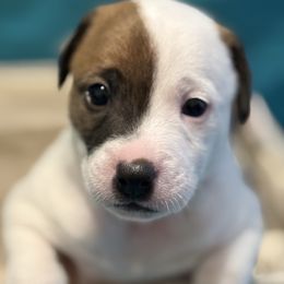 Cheeseburger in Paradise - Tri-color male Jack Russell Terrier puppy in Englewood, Florida from Manasota Key Jack Russells