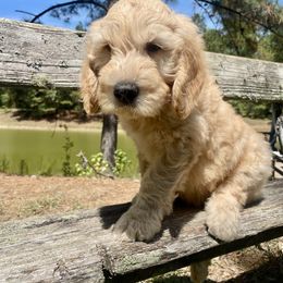 Black boy AKA - Rocky - Cream male Goldendoodle puppy in Thomasville, Georgia from South Georgia Golden Doodle Ranch LLC