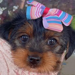 Girl 1 - Black and gold female Yorkshire Terrier puppy in Austin, Texas from Mike's Yorkies