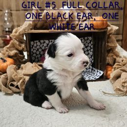 Girl 5 - Black and white female Border Collie puppy in Wakeman, Ohio from Sandstone Ridge Kennels