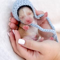 Bernedoodles, Cockapoos, and Double Doodles from Bluegrass Doodle Buddies