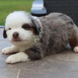 Bunny's Blue-Eyed Blue Merle Male - Blue merle male Toy Australian Shepherd puppy in Leighton, Alabama from Isbell Land & Livestock, LLC