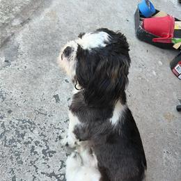 Avaac - Black and white male Shih Tzu puppy in Cook County, Illinois from My Tzu Crew