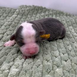 Pistachio (bluie fluffy) - Blue female Pembroke Welsh Corgi puppy in Waco, Texas from The Comma Corgis