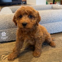 Monroe - Red  female Goldendoodle puppy in South Jordan, Utah from Wasatch Pup