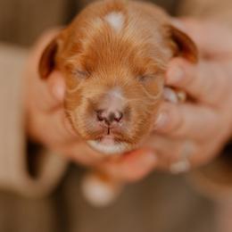 Mouse - Red  male Goldendoodle puppy in Acton, Maine from Silver Pines Pups