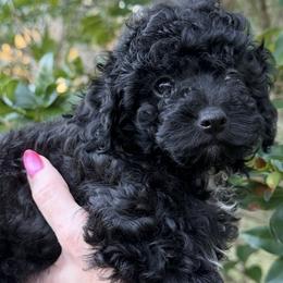 Johnny SMALL - Black male Poodle puppy in Orlando, Florida from Denise’s Puppies