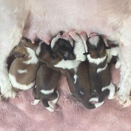 Girl 1 - Liver and white male Shih Tzu puppy in Frisco, Texas from My Royal Shih Tzu⚜️