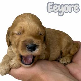 Eeyore - Caramel red male Australian Labradoodle puppy in Upland, California from Kings Labradoodles