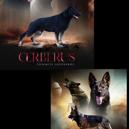 Xena - Sable female German Shepherd puppy in Coarsegold, California from Yosemite Shepherds