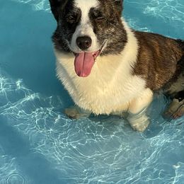 Rhombik - Cardigan Welsh Corgi