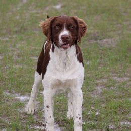 Spud - Brittany