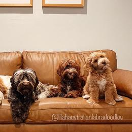Australian Labradoodles from Lilah Australian Labradoodles