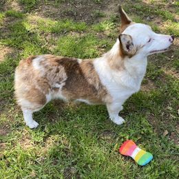Mia - American Corgi