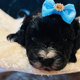 Eleanor - Black and white female Cavapoo puppy in Kingfisher, Oklahoma from Perdue Puppies