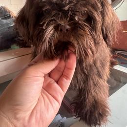 Pancake - Chocolate male Shih Tzu puppy in Azusa, California from RJ Shih Tzu lover