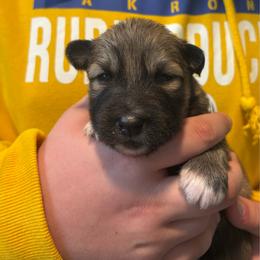 Girl 2 - female Nenets Herding Laika puppy in Rockville, Maryland from Skais the Limit