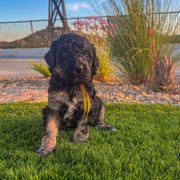 Liberty - female Newfypoo puppy in California from Diaz Family Acres Doodles