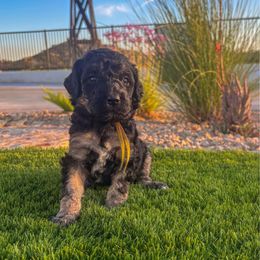 Liberty - female Newfypoo puppy in California from Diaz Family Acres Doodles