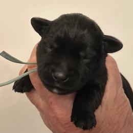Zoro - Black male Miniature Schnauzer puppy in Newburgh, Indiana from Lakehouse Miniature Schnauzers of Southern Indiana