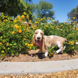 Basset Hound Puppies from Howlin Hounds
