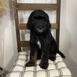 Ralphy - Phantom male Goldendoodle puppy in Hackleburg, Alabama from The Doodle Patch