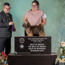 Havanese puppies from Bydand Newfoundlands