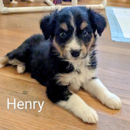 Aussiedoodle, Australian Shepherd, and Golden Retriever Puppies from Hope & Joy Acres