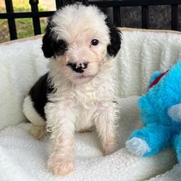 Pixie - Black and white female Sheepadoodle puppy in Joelton, Tennessee from PC Pampered Parti's