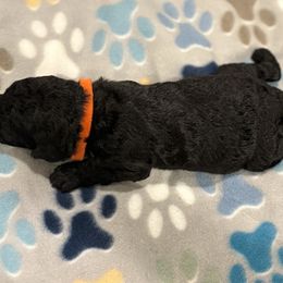 Goldendoodle and Poodle Puppies from Southern Stroll Poodles & Doodles