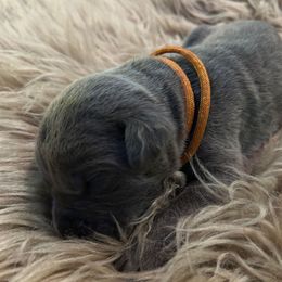 Orange Collar - Gray male Cane Corso puppy in Fritch, Texas from Carrie Brown's Cane Corsos