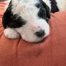Storm - Black and white male Bernedoodle puppy in Russellville, Arkansas from Crossgate Doodles
