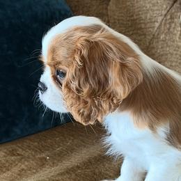 Cavalier King Charles Spaniels from Avion's Cavaliers