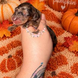 Flannel - Dapple male Dachshund puppy in Pope, Mississippi from Anna’s Mini Doxies