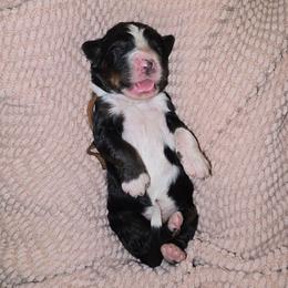 Fuego - Tri-color male Bernedoodle puppy in Grove, Oklahoma from Grand Lake Poodles & Doodles