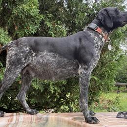 Piper - German Shorthaired Pointer
