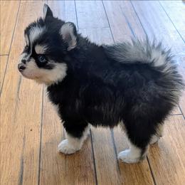 Barry - Black and white male Pomsky puppy in Charlotte, Michigan from Moore Pomskies