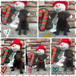 Red Collar Female - Chocolate female Labrador Retriever puppy in Kissimmee, Florida from SunState Labs