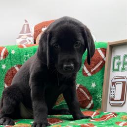 Purple - Black male Labrador Retriever puppy in Heath Springs, South Carolina from Rich Hill Retrievers