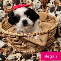 Megan - Black and white female Shih Tzu puppy in Cordova, Tennessee from TrueLine kennels