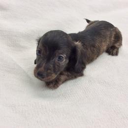 Marino (dark brindle) - Brindle male Dachshund puppy in Sebring, Florida from Mini Weenies