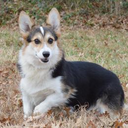 Luna - Pembroke Welsh Corgi