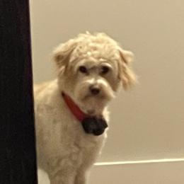 Arlo - Aussiedoodle
