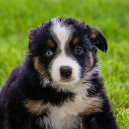 Miniature American Shepherd and Miniature Australian Shepherd Puppies from Bellewynd Acres