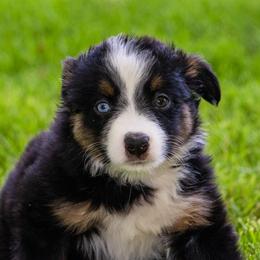 Miniature American Shepherd and Miniature Australian Shepherd Puppies from Bellewynd Acres