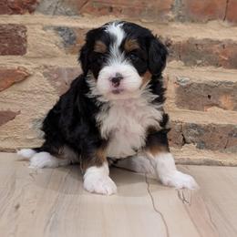 Clover - Tri-color female Bernedoodle puppy in Reinholds, Pennsylvania from Mountain Top Bernedoodles