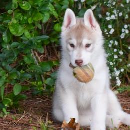 Siberian Husky Puppies from Velox Siberians