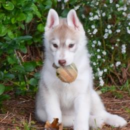 Siberian Husky Puppies from Velox Siberians