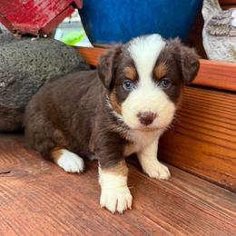 Juniper - Red tri-color female Australian Shepherd puppy in Boise, Idaho from Black Canyon Corral Aussies