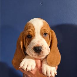Sevier - Red and white male Basset Hound puppy in Bellaire, Ohio from Blessed Bassets